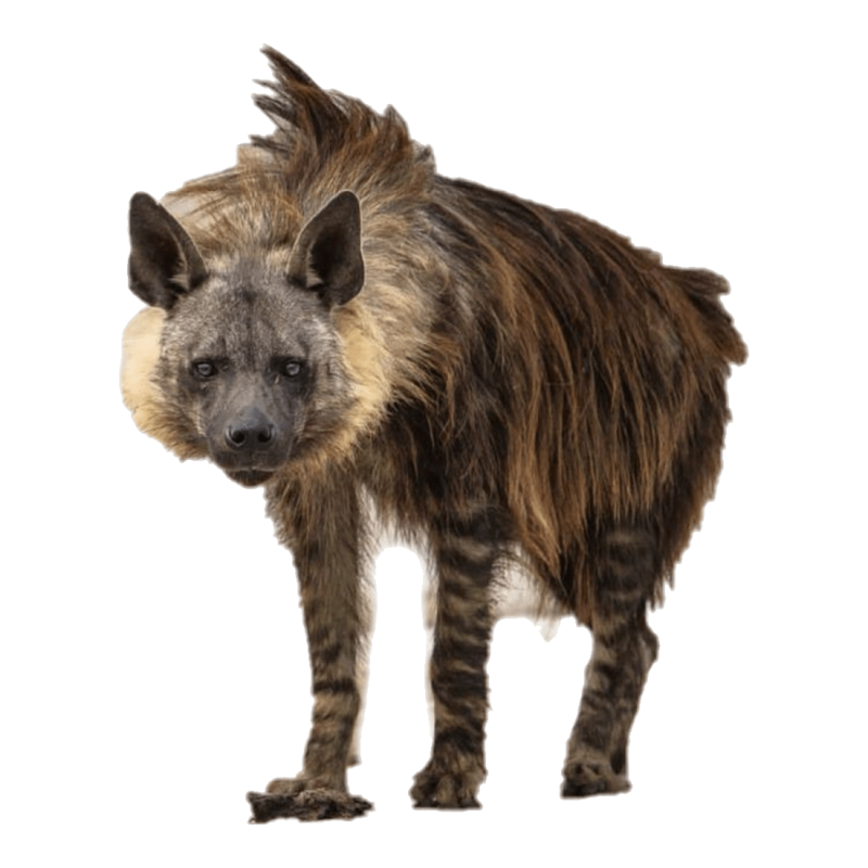 Гиены бурая гиена