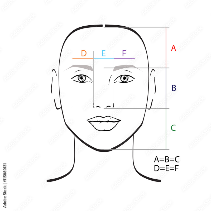 Пропорции лица схема