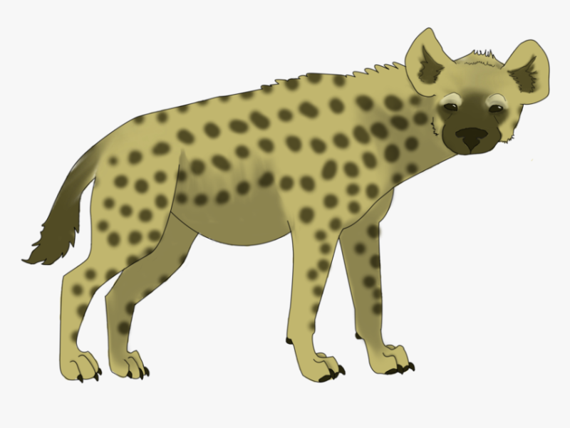 Гиена на белом фоне