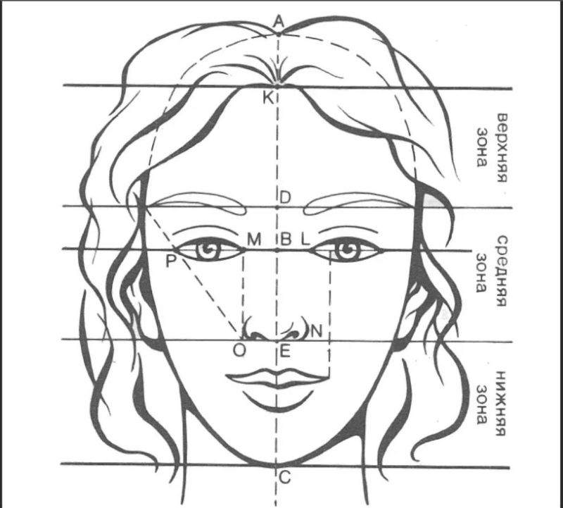 Правильные пропорции лица