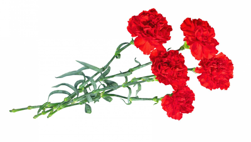 Гвоздики 23 февраля