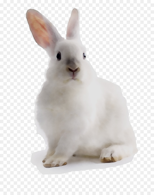 Кролик на белом фоне