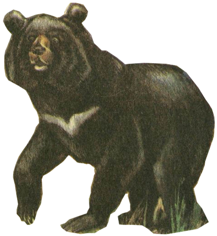 Гималайский белогрудый медведь