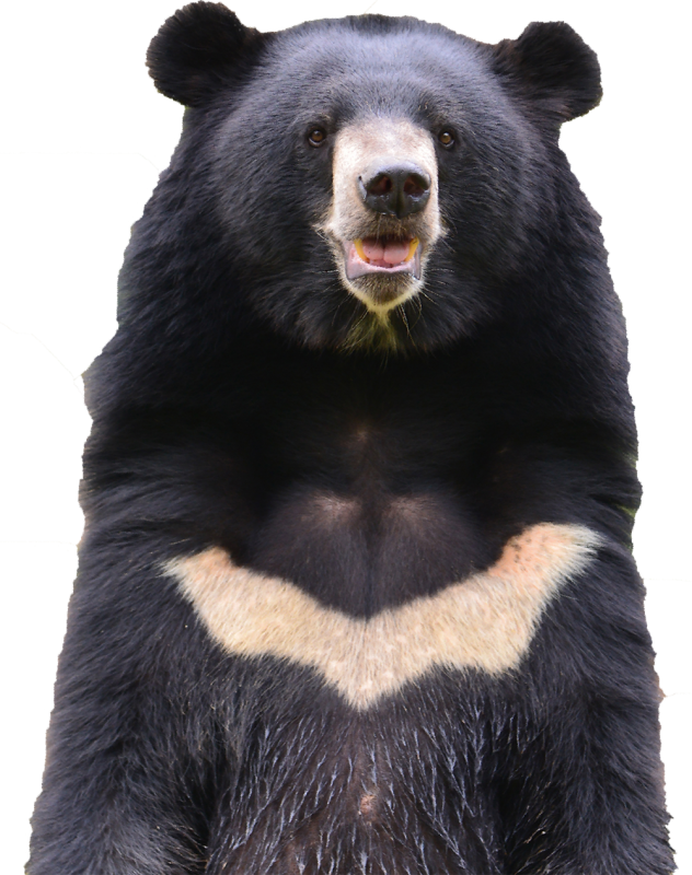 Гималайский медведь