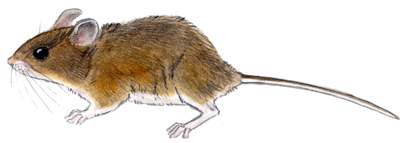 Мышь полевка рисунок