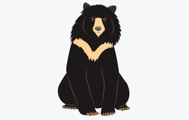 Белогрудый медведь на белом фоне