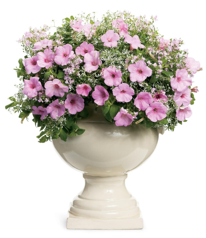 Петуния горшечная