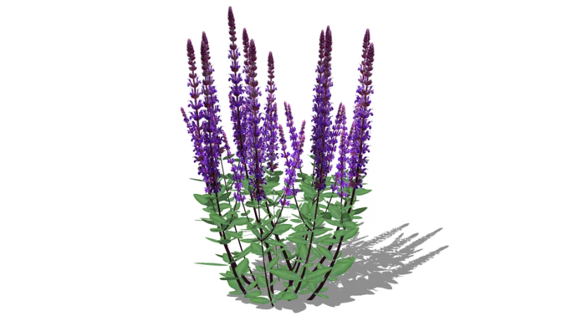 Шалфей Дубравный Карадонна