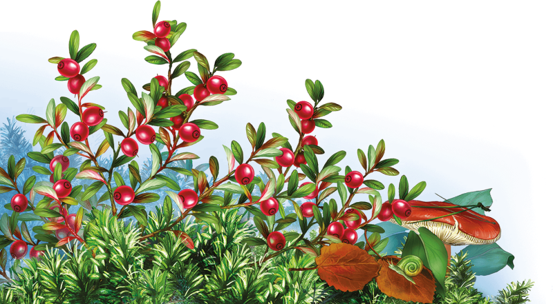 Брусника ягода