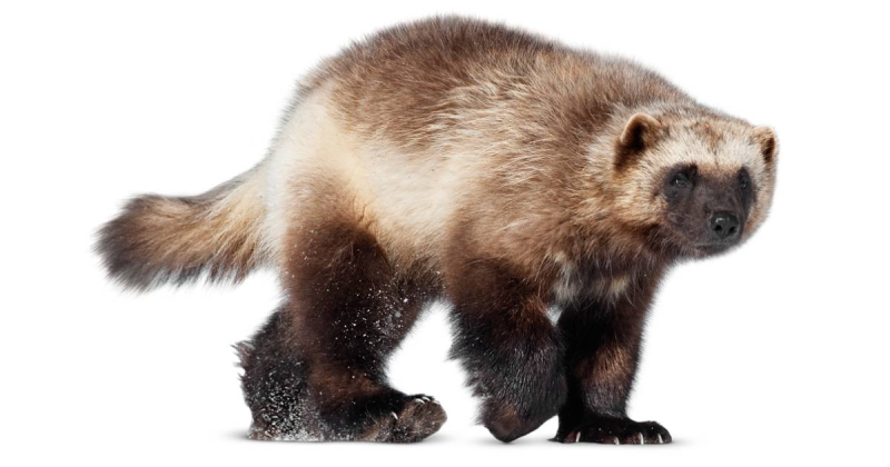 Животные на белом фоне