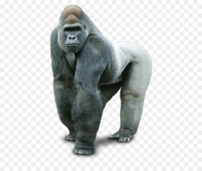 Горилла на белом фоне