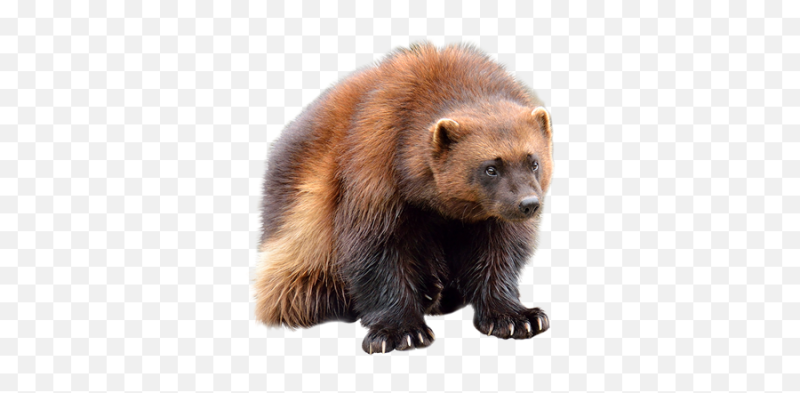 Росомаха животное