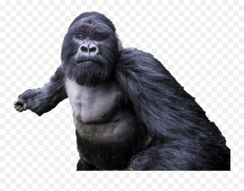 Горилла на белом фоне