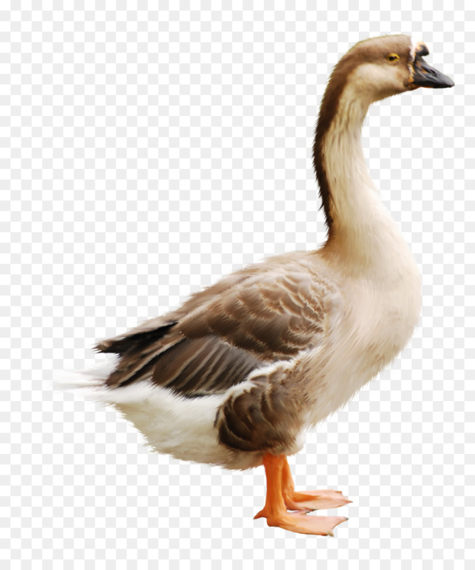 Гусь на прозрачном фоне