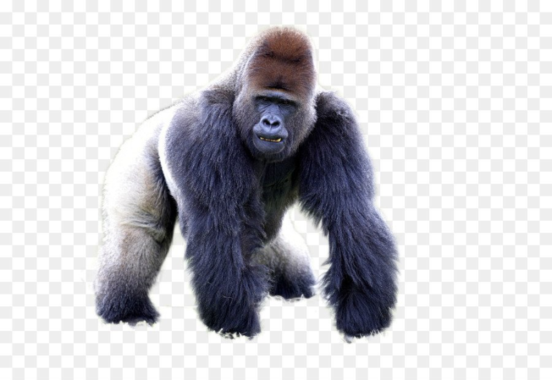 Горилла без заднего фона