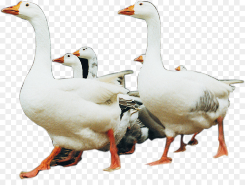 Гусь на белом фоне