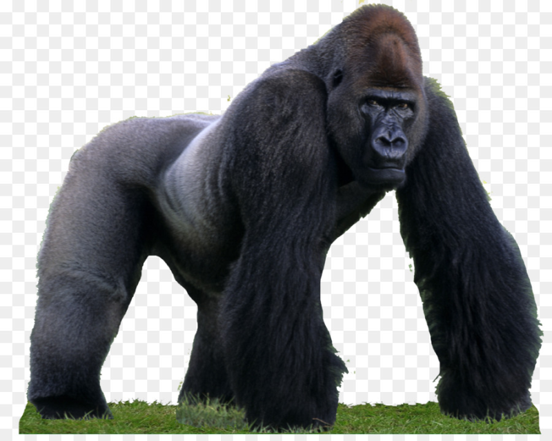 Западная горилла