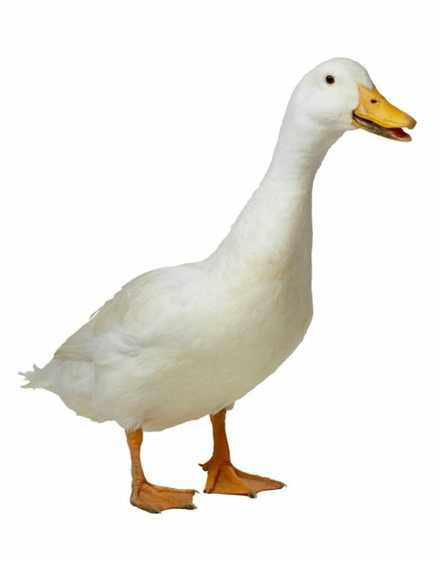 Черри Велли