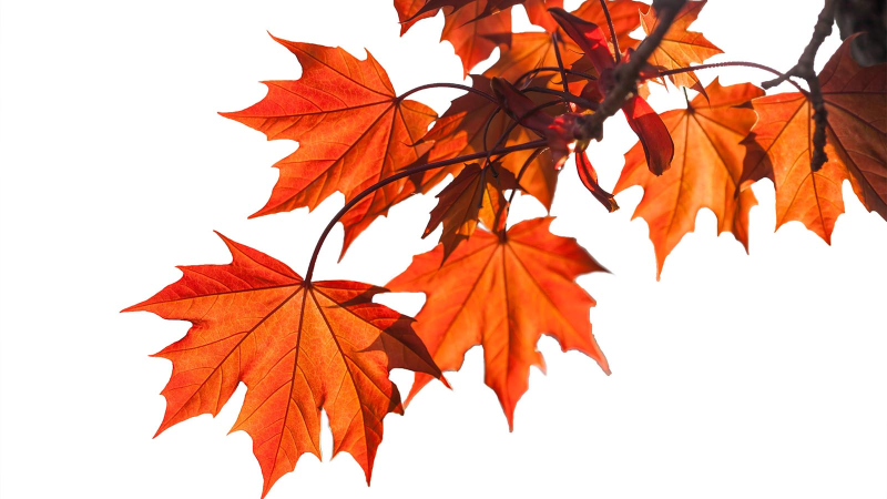 Ветка клена