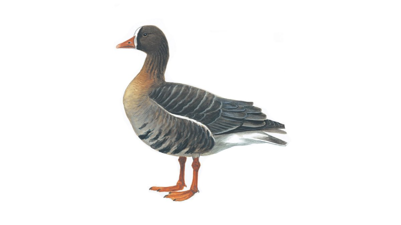 Дикий Гусь для детей