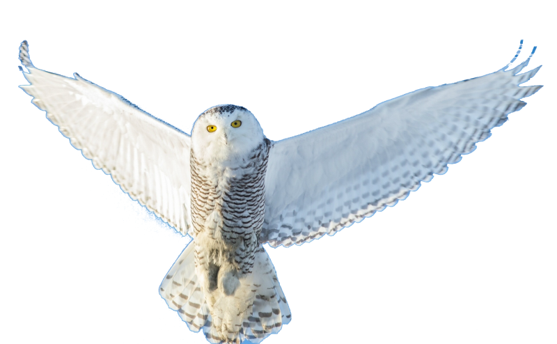 Гарри Поттер Сова Букля на белом фоне