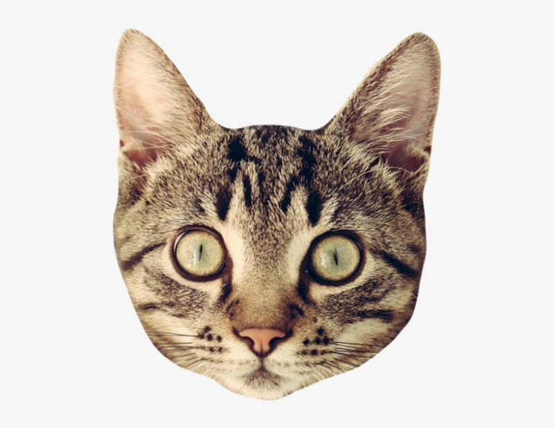 Морда кошки