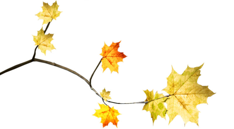 Листья клена на ветке