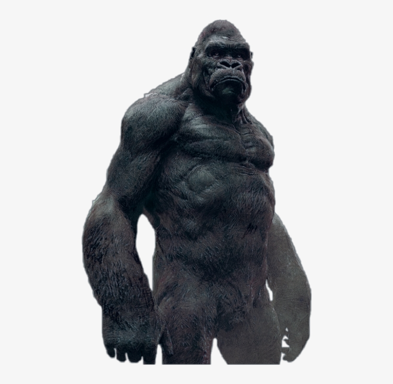 Горилла на белом фоне