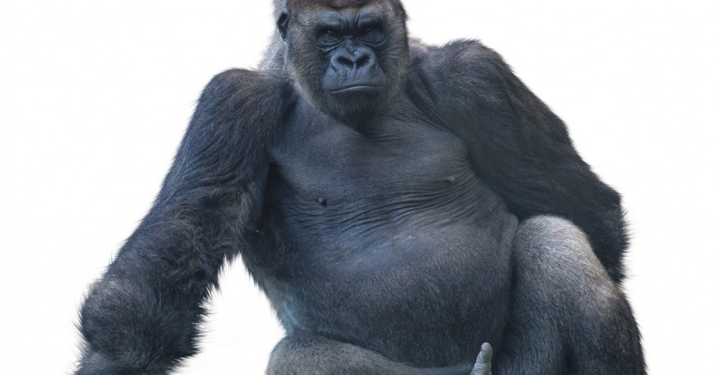 Обезьяна на белом фоне