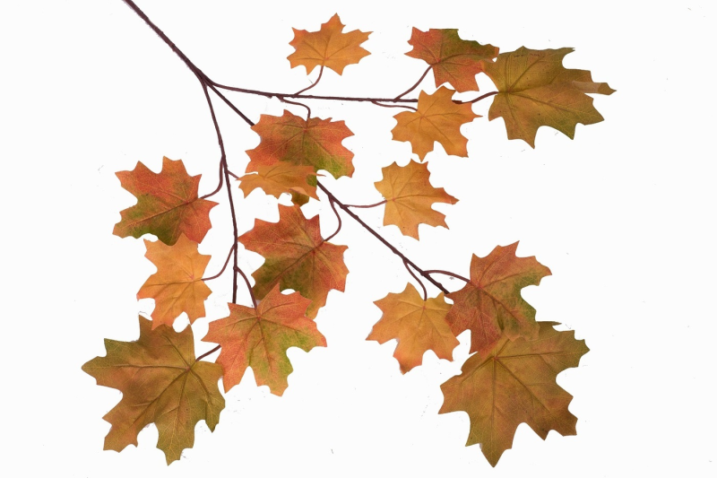 Кленовая ветка на прозрачном фоне