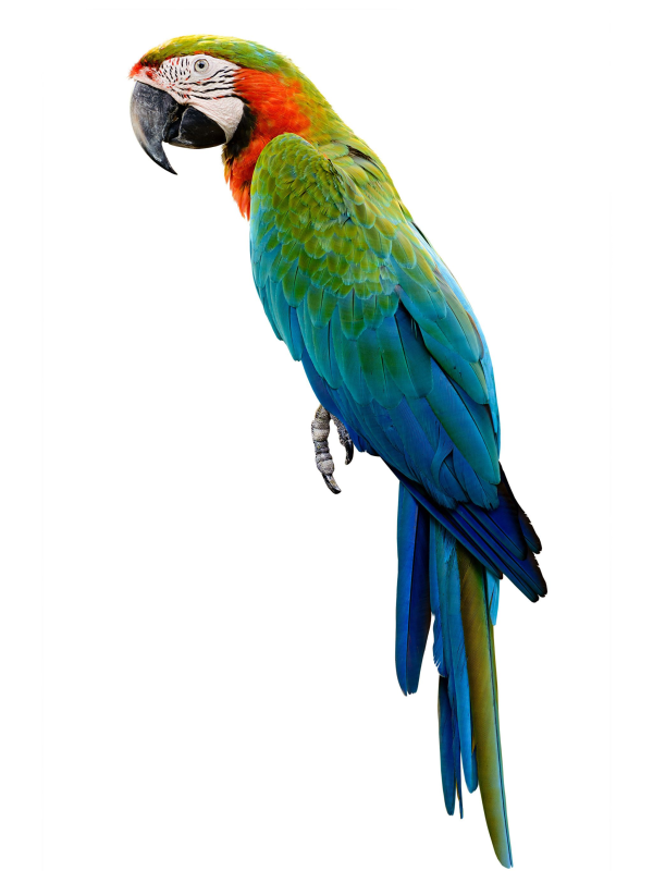 Попугай ара