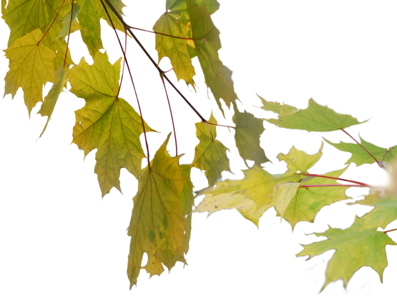 Листочки на прозрачном фоне