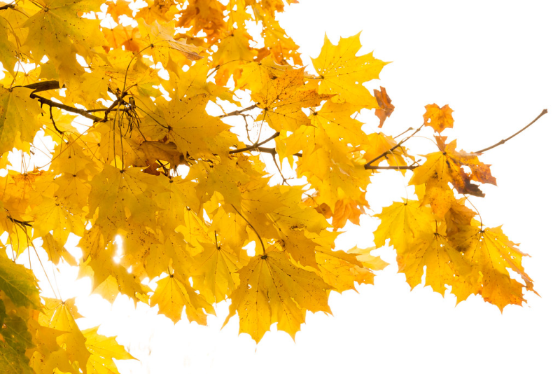 Жёлтый лист осенний