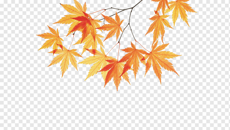 Ветка клена осеннего