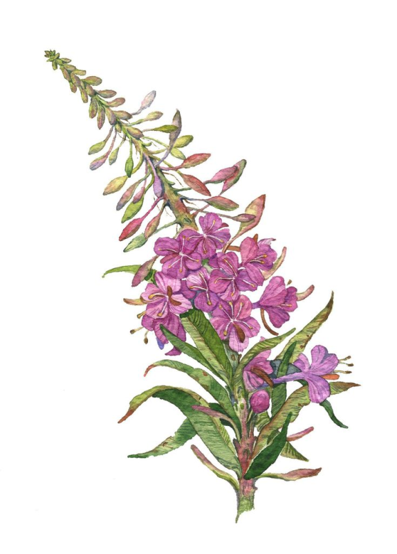 Иван-чай (кипрей) рисунок