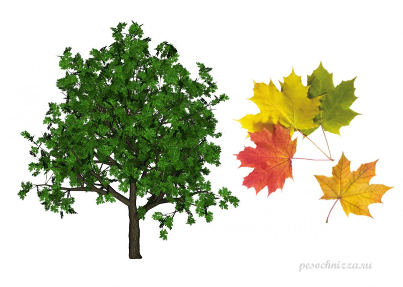 Дерево клен и его листья