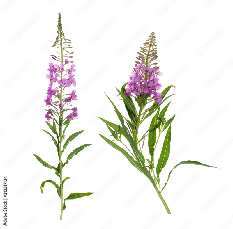 Кипрей узколистный морфология