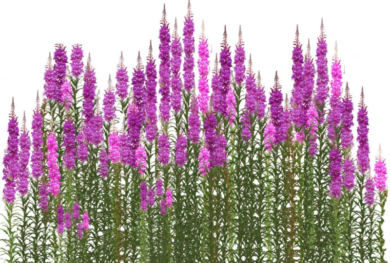 Дербенник иволистный белый