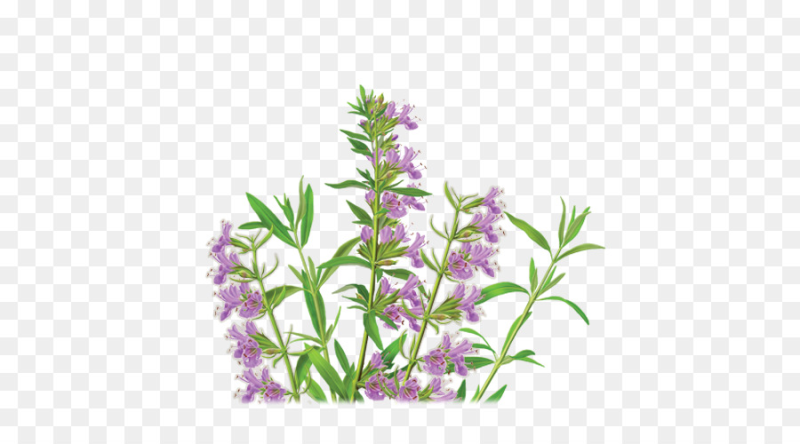 Кипрей без фона