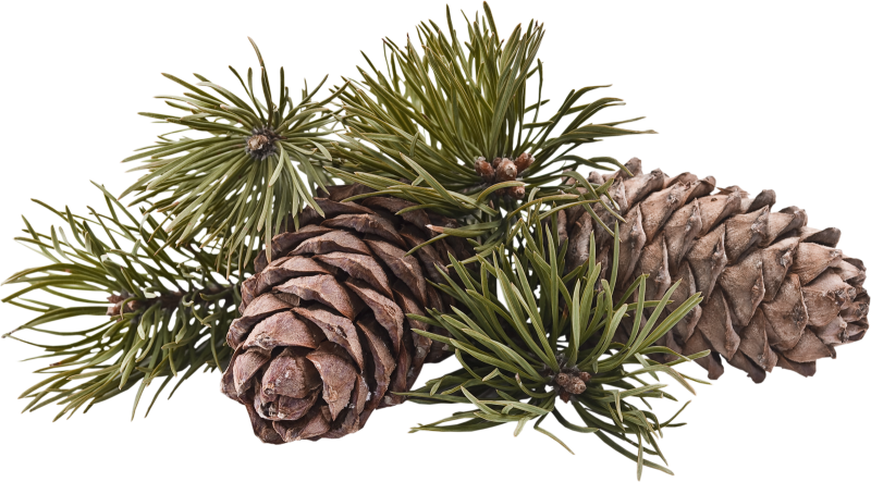 Кедровая сосна шишки