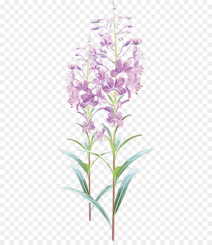 Кипрей узколистный Иван-чай акварель