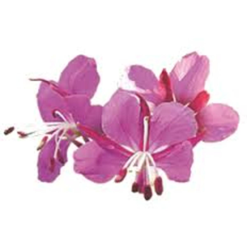 Кипрей узколистный