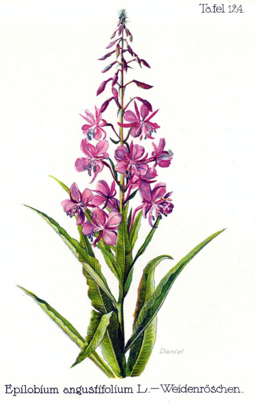 Хаменерион узколистный, Иван-чай