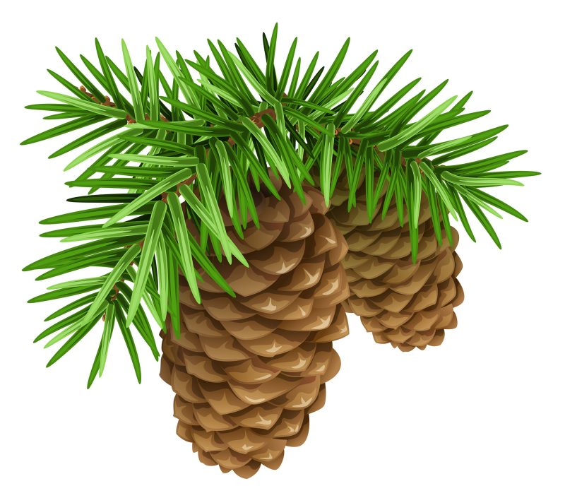 Еловая ветка с шишкой