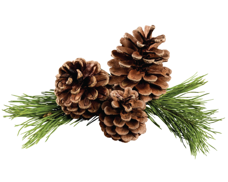 Сосновые шишки на прозрачном фоне