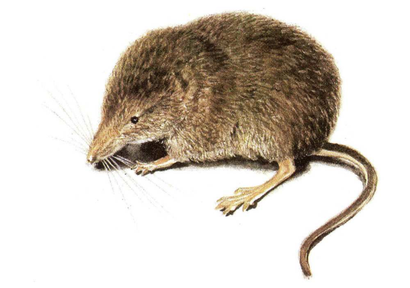 Этрусская землеройка