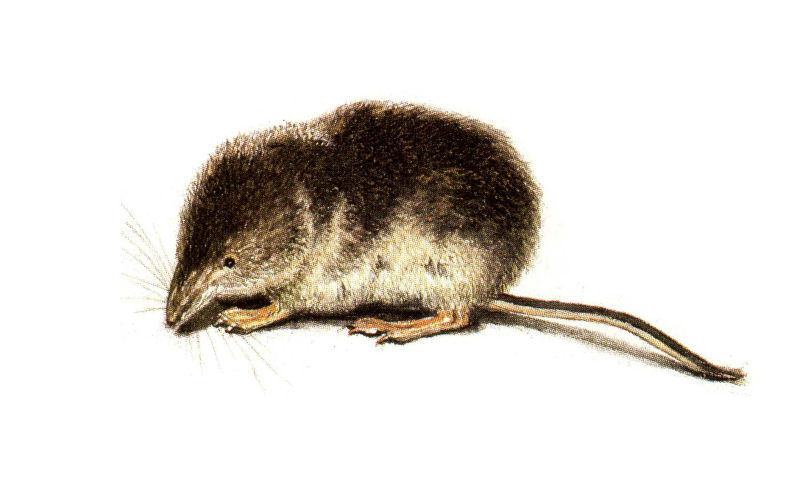 Крупнозубая бурозубка
