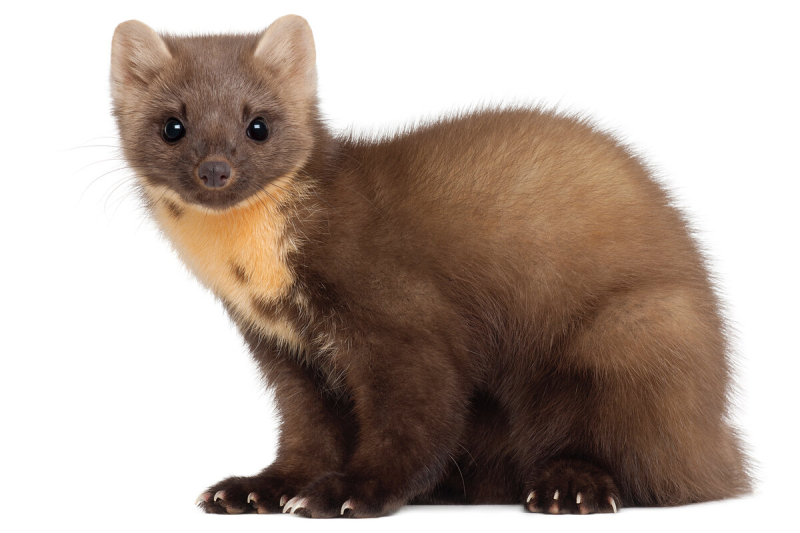 Европейская Сосновая куница