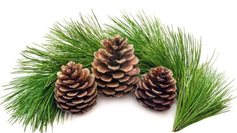 Сосна Пицундская шишки