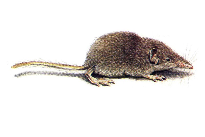 Малая землеройка-бурозубка